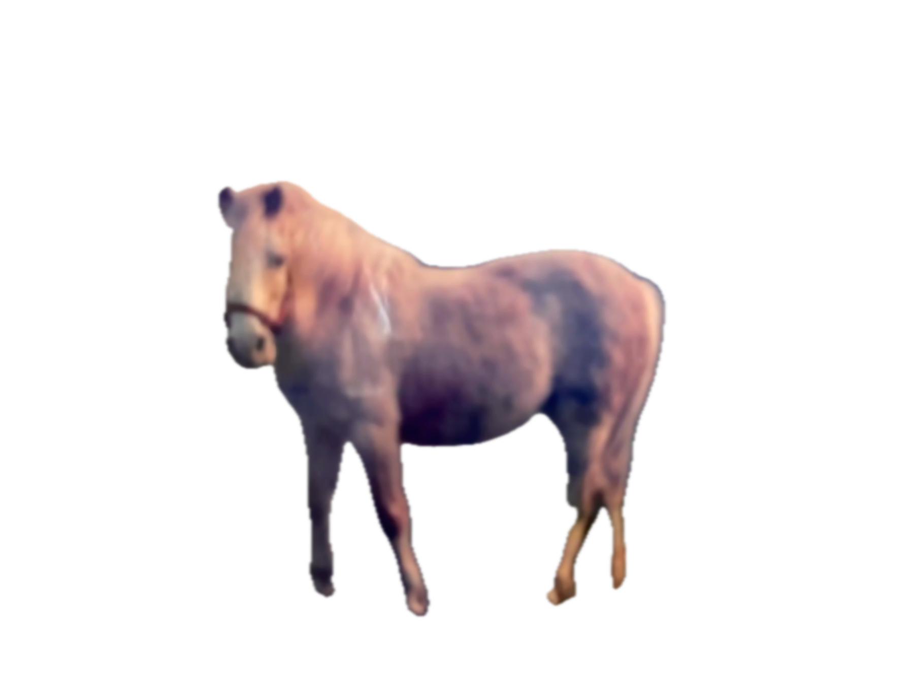 The original palomino