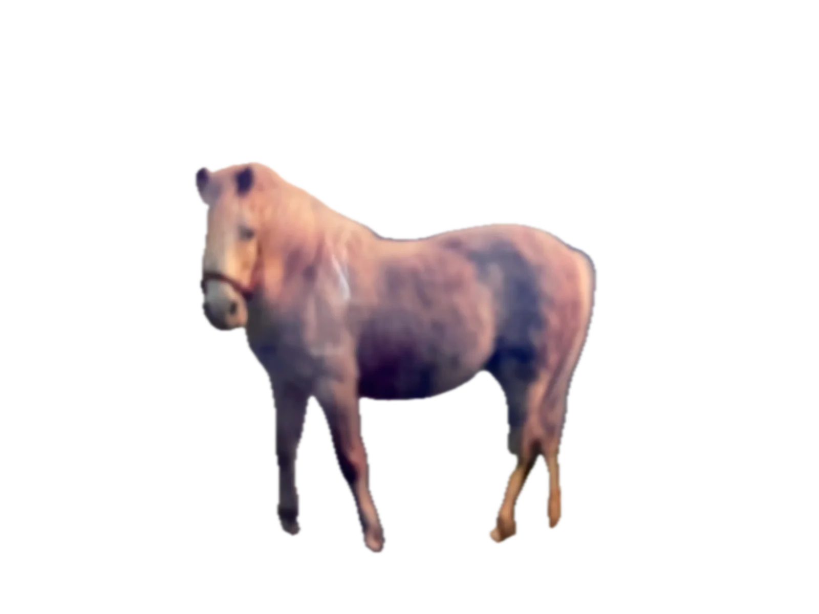 The original palomino